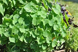 Attēlu rezultāti vaicājumam “Tropaeolaceae”