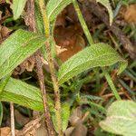Image result for Inula hirta