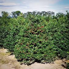 Attēlu rezultāti vaicājumam “Ilex x meserveae”