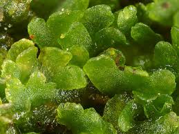 Attēlu rezultāti vaicājumam “Riccardia latifrons”