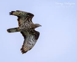 Attēlu rezultāti vaicājumam “Pernis apivorus”