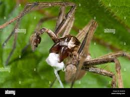 Attēlu rezultāti vaicājumam “Pisaura mirabilis male”