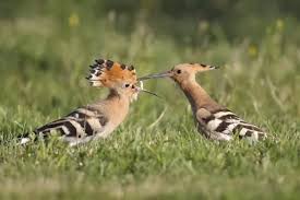 Attēlu rezultāti vaicājumam “Upupa epops adult”