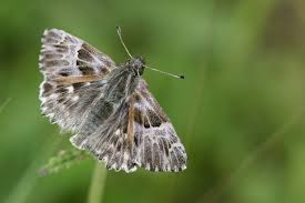 Attēlu rezultāti vaicājumam “Carcharodus floccifera”