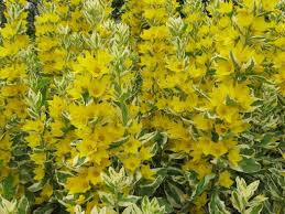 Attēlu rezultāti vaicājumam “Lysimachia punctata”