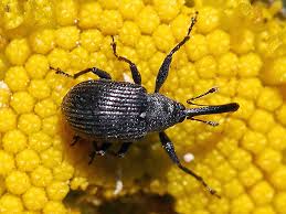 Attēlu rezultāti vaicājumam “Anthonomus phyllocola”