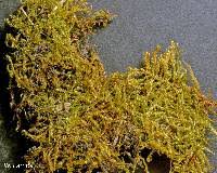 Attēlu rezultāti vaicājumam “Drepanocladus aduncus var. polycarpon”