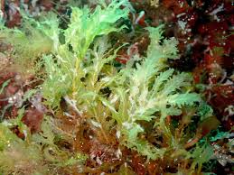 Attēlu rezultāti vaicājumam “Rhodophyta”