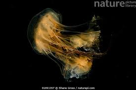 Image result for Phacellophora camtschatica