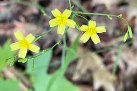 Attēlu rezultāti vaicājumam “Mycelis muralis”