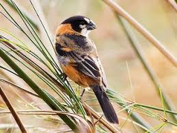 Attēlu rezultāti vaicājumam “Collaria sp.”