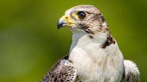 Image result for Ukc Falcons