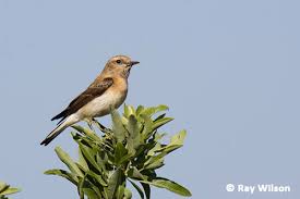 Image result for Oenanthe hispanica