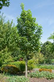 Attēlu rezultāti vaicājumam “Acer pseudoplatanus”