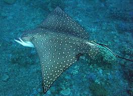 Image result for Aetobatus ocellatus