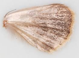 Attēlu rezultāti vaicājumam “Thyatira batis”