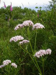 Attēlu rezultāti vaicājumam “Valeriana officinalis fruit”