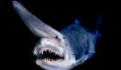 Goblin Shark : Shark Guide: Discovery Channel