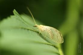 Attēlu rezultāti vaicājumam “Hemerobius perelegans”