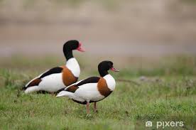 Attēlu rezultāti vaicājumam “Tadorna tadorna”