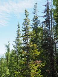 Attēlu rezultāti vaicājumam “Abies sibirica”