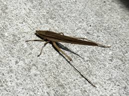 Attēlu rezultāti vaicājumam “Orthoptera”