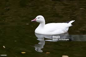 Image result for Anser caerulescens