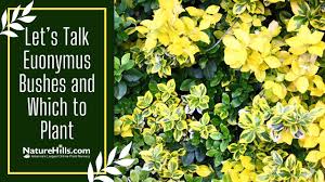 Attēlu rezultāti vaicājumam “Euonymus flower”