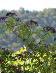 Attēlu rezultāti vaicājumam “Sambucus racemosa flower”