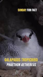 Image result for Phaethon aethereus