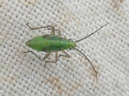 Attēlu rezultāti vaicājumam “Stenotus binotatus”