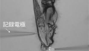 Attēlu rezultāti vaicājumam “Comatricha elegans var. microspora macro”