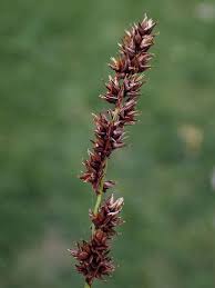 Attēlu rezultāti vaicājumam “Carex paniculata”