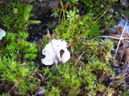Attēlu rezultāti vaicājumam “Rimbachia neckerae”