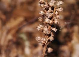 Attēlu rezultāti vaicājumam “Neottia nidus-avis fruit”