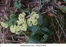 Attēlu rezultāti vaicājumam “Hylotelephium maximum”