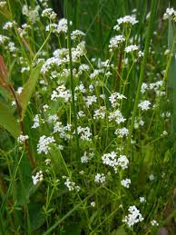 Attēlu rezultāti vaicājumam “Galium elongatum leaf”