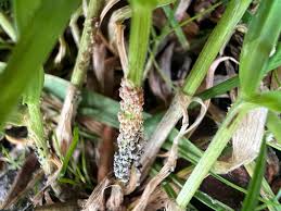 Attēlu rezultāti vaicājumam “Stemonitopsis typhina var. similis stalked”