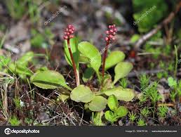 Attēlu rezultāti vaicājumam “Pyrola minor bud”