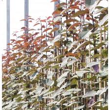 Attēlu rezultāti vaicājumam “Padus avium”