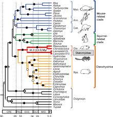 Attēlu rezultāti vaicājumam “Rodentia”