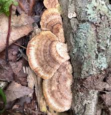 Attēlu rezultāti vaicājumam “Trametes”