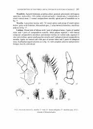 Attēlu rezultāti vaicājumam “Anisotoma humeralis”