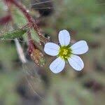 Attēlu rezultāti vaicājumam “Saxifraga tridactylites fruit”