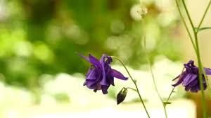 Attēlu rezultāti vaicājumam “Aquilegia vulgaris bud”