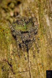 Attēlu rezultāti vaicājumam “Gibbaranea gibbosa”