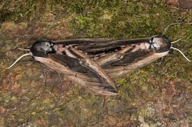 Attēlu rezultāti vaicājumam “Sphinx ligustri”