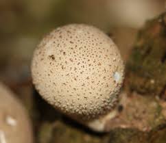 Attēlu rezultāti vaicājumam “Lycoperdon pyriforme”