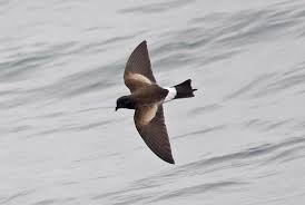 Image result for Oceanites oceanicus