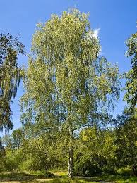 Attēlu rezultāti vaicājumam “Betula pendula”